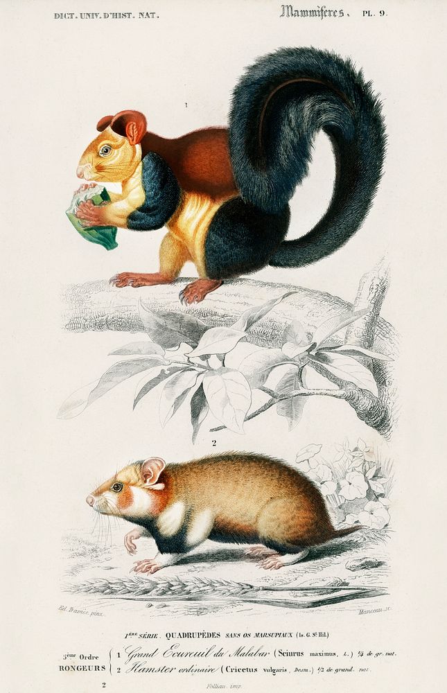 Squirrel (Sciurus) and Hamster (Cricetus)illustrated by Charles Dessalines D' Orbigny (1806-1876). Digitally enhanced from…