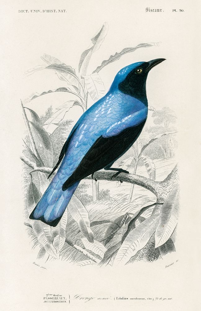 Square-tailed drongo (Edoius caerulescens) illustrated by Charles Dessalines D' Orbigny (1806-1876). Digitally enhanced from…