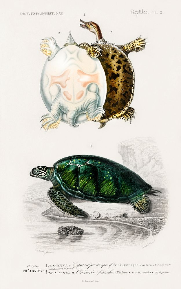 Green Sea Turtle (Chelonia mydus) and Spiny softshell turtle (Gymnopus spiniferus) illustrated by Charles Dessalines D'…