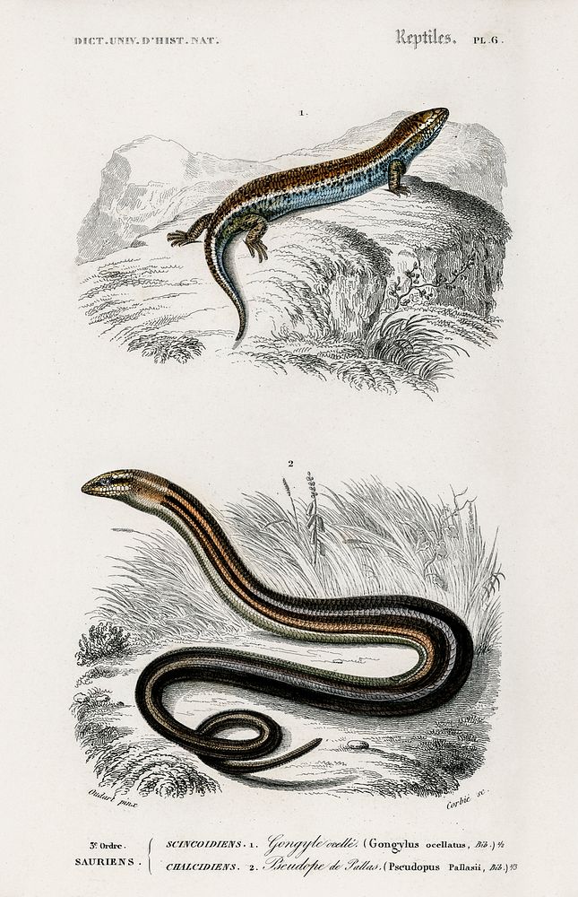 Gongylus ocellatus and Pseudopus Pallasii illustrated by Charles Dessalines D' Orbigny (1806-1876). Digitally enhanced from…