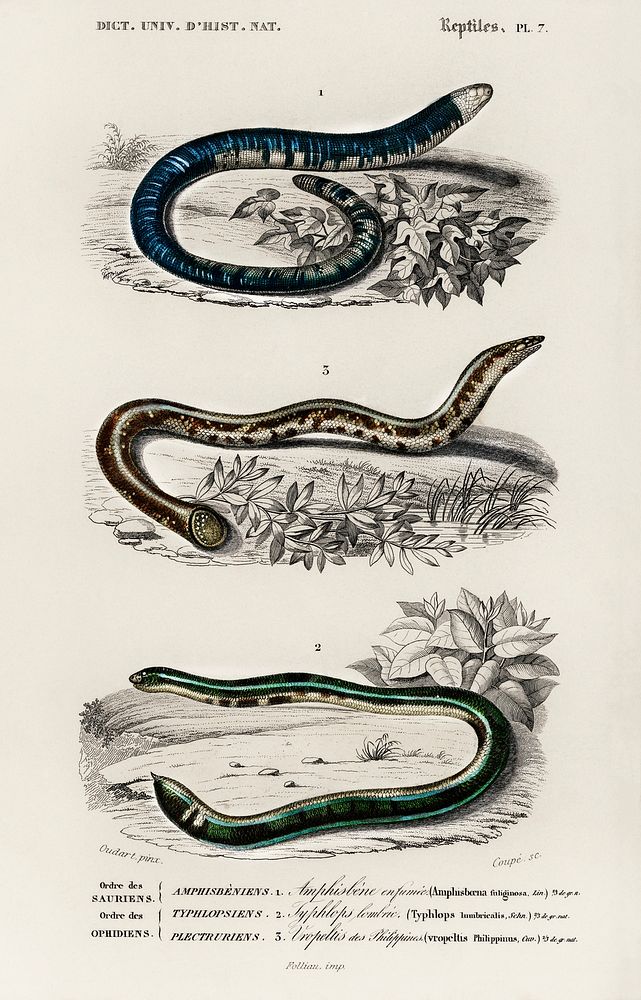 Amphisbaena fuliginosa (spotted worm lizard), Typhlops lumbricalis (blind snakes), Vropeltis Philippinus (shield tail…