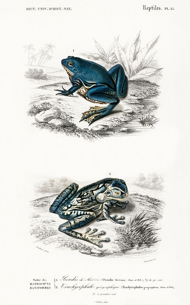 Shrinking frog (Pseudis Merianae) and Black-spotted casque-headed tree (Trachycephalus geographieus) illustrated by Charles…
