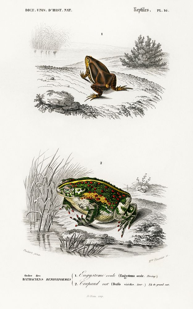 Oval frog (Engystoma ovale) and Green toad (Bufo viridis) illustrated by Charles Dessalines D' Orbigny (1806-1876).…