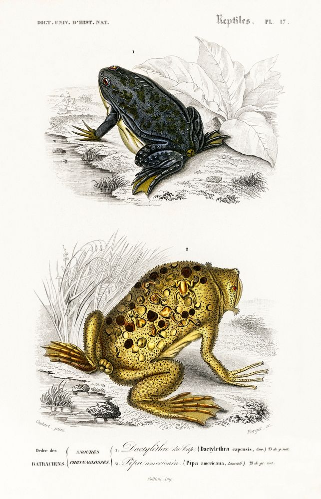 Shrinking frog (Pseudis Merianae) and Surinam toad (Pipa americana) illustrated by Charles Dessalines D' Orbigny (1806…