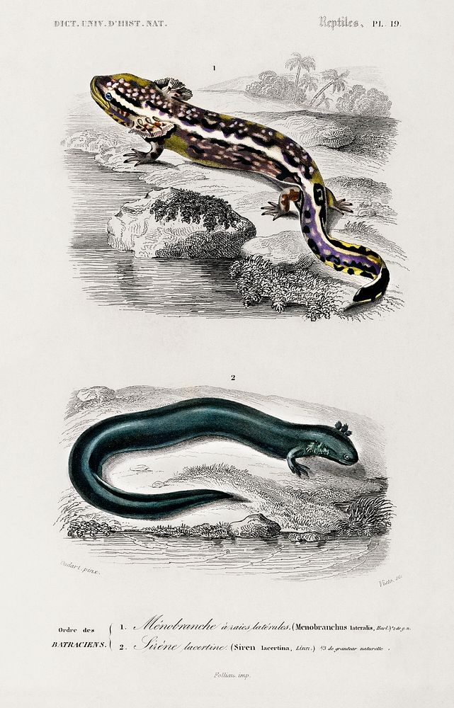 Mudpuppy (Menabranchus lateralis) and Greater siren (Siren lacertina) illustrated by Charles Dessalines D' Orbigny (1806…