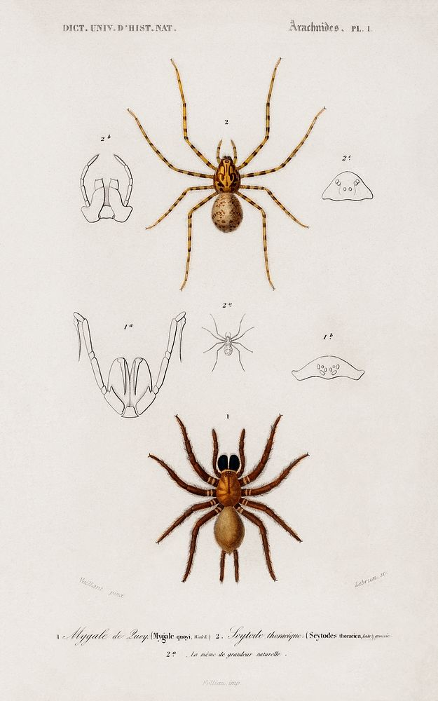 Different types of spiders illustrated by Charles Dessalines D' Orbigny (1806-1876). Digitally enhanced from our own 1892…