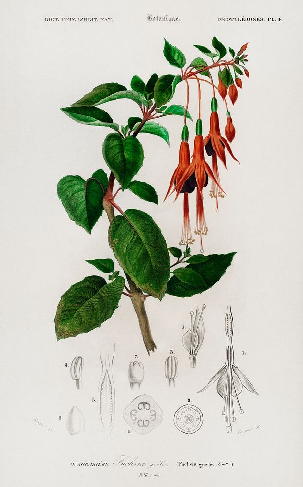 Hummingbird fuchsia (Fuchsia gracilis) illustrated by Charles Dessalines D' Orbigny (1806-1876). Digitally enhanced from our…