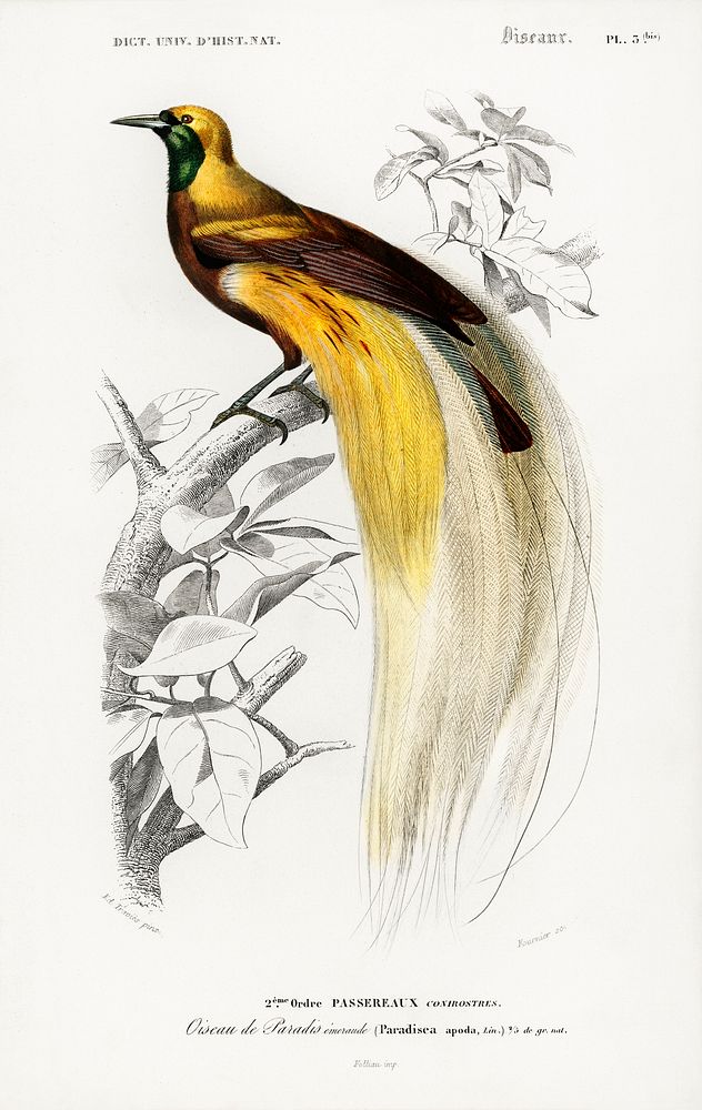 Paradisaea Apoda illustrated by Charles Dessalines D' Orbigny (1806-1876). Digitally enhanced from our own 1892 edition of…
