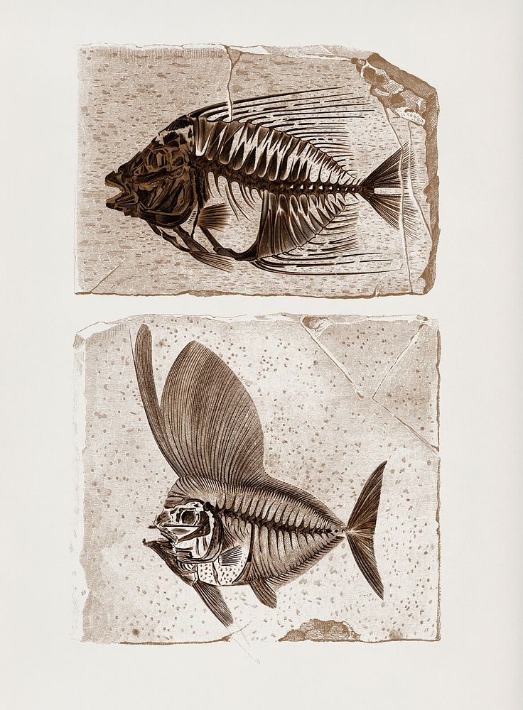 Ray-finned fish (Acanthonemus) and Semiophorus illustrated by Charles Dessalines D' Orbigny (1806-1876). Digitally enhanced…