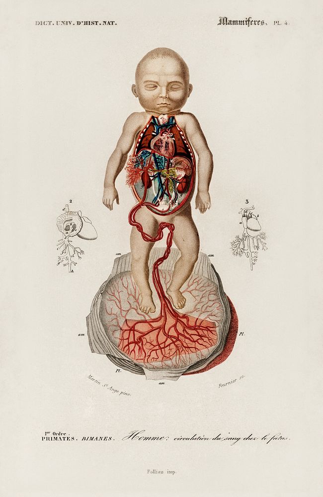 Circulation of the blood In a fetus illustrated by Charles Dessalines D' Orbigny (1806-1876). Digitally enhanced from our…