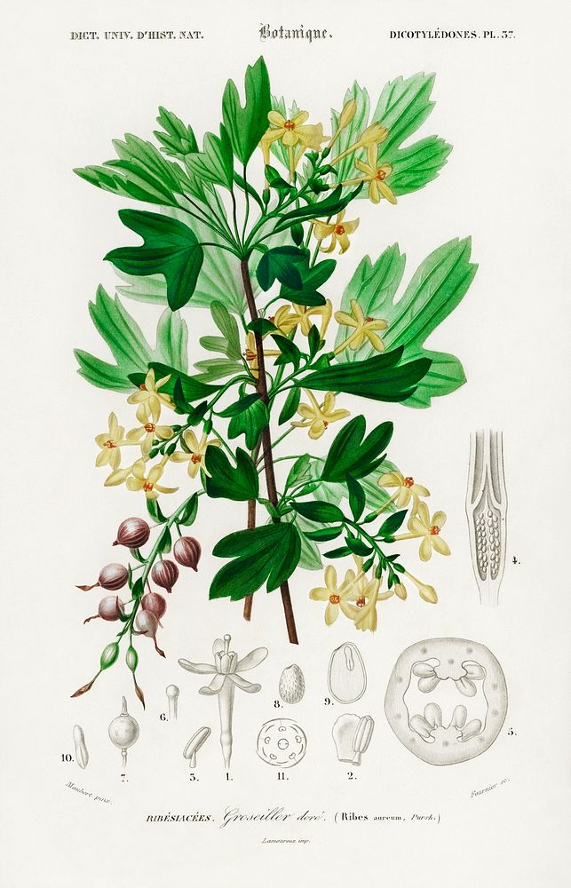 Ribes Aureum illustrated by Charles Dessalines D' Orbigny (1806-1876). Digitally enhanced from our own 1892 edition of…