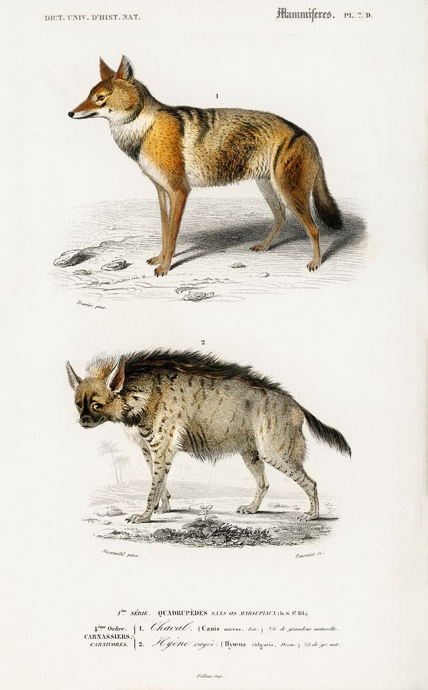 Golden Jackal (Canis Aureus) and Striped hyena (Hyene rayee) illustrated by Charles Dessalines D' Orbigny (1806-1876).…