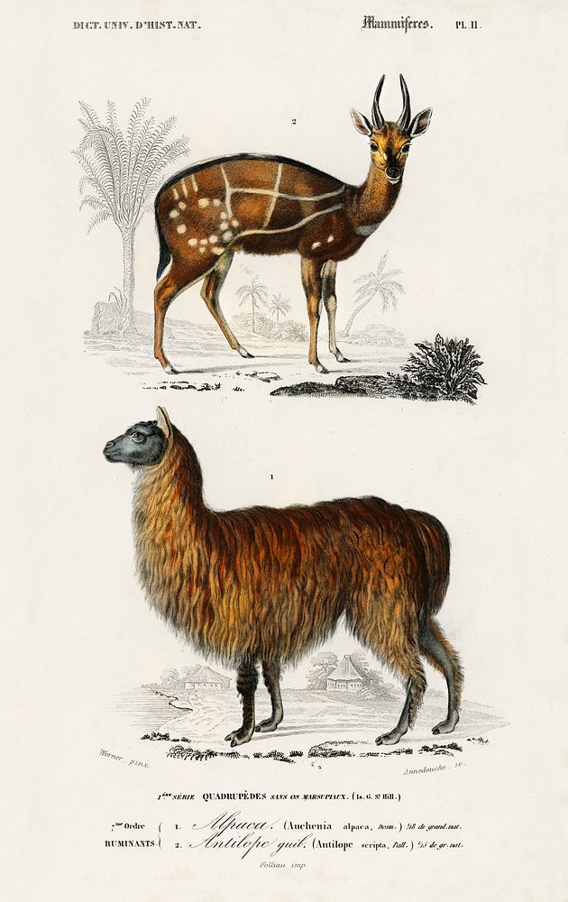 Alpaca (Vicugna Pacos) and Antilope guib illustrated by Charles Dessalines D' Orbigny (1806-1876). Digitally enhanced from…
