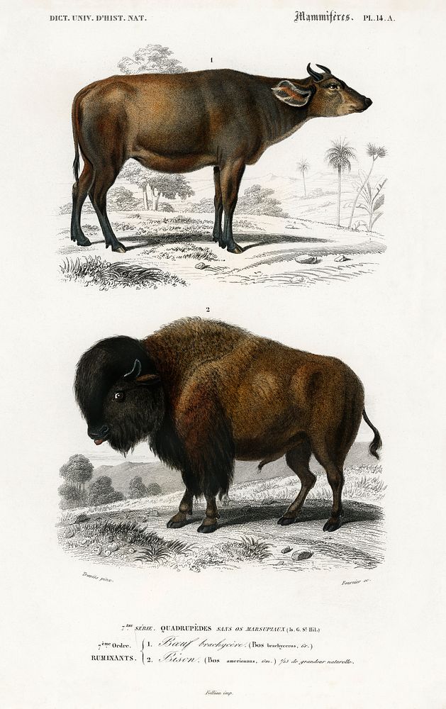 Cow (Bos brachyceros) and Bison (Bos americanus) illustrated by Charles Dessalines D' Orbigny (1806-1876). Digitally…