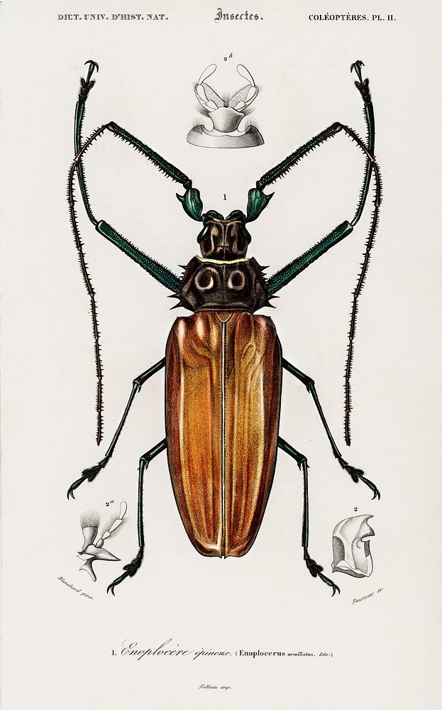 Enoplocerus Armillatus illustrated by Charles Dessalines D' Orbigny (1806-1876). Digitally enhanced from our own 1892…