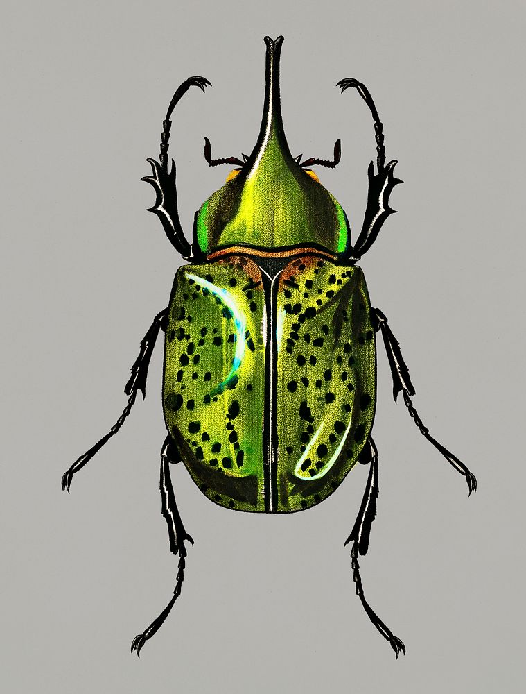 Vintage Illustration of Eastern Hecules Beetle.