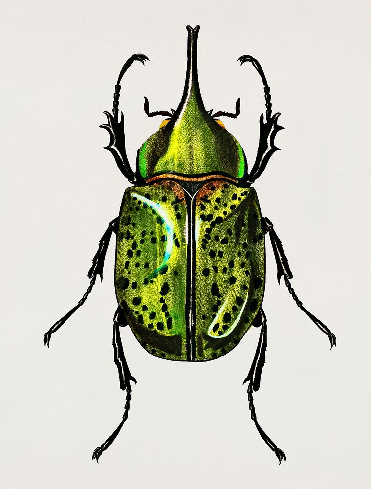 Eastern Hecules Beetle (Scarabaeus Hyllus) illustrated by Charles Dessalines D' Orbigny (1806-1876). Digitally enhanced from…