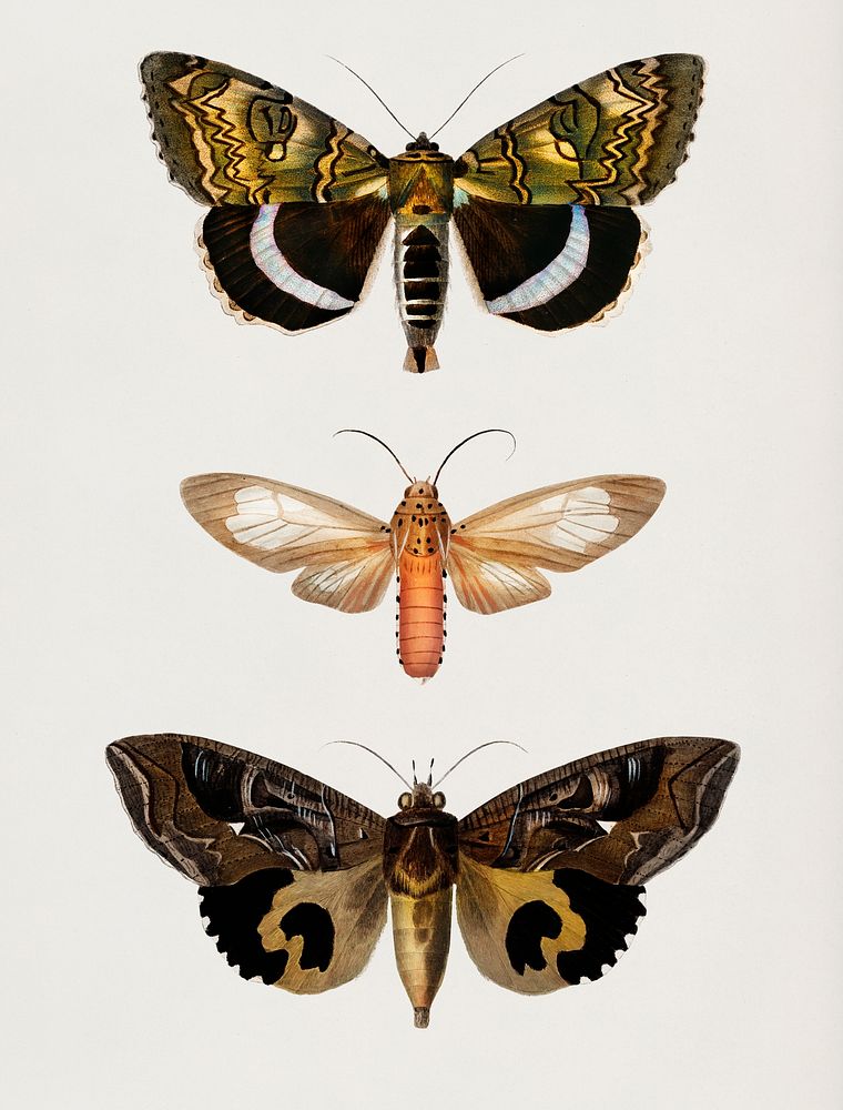 Different types of moths illustrated by Charles Dessalines D' Orbigny (1806-1876). Digitally enhanced from our own 1892…
