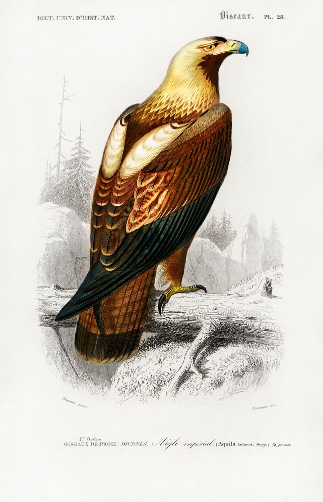 Eastern imperial eagle (Aquila heliaca) illustrated by Charles Dessalines D' Orbigny (1806-1876). Digitally enhanced from…