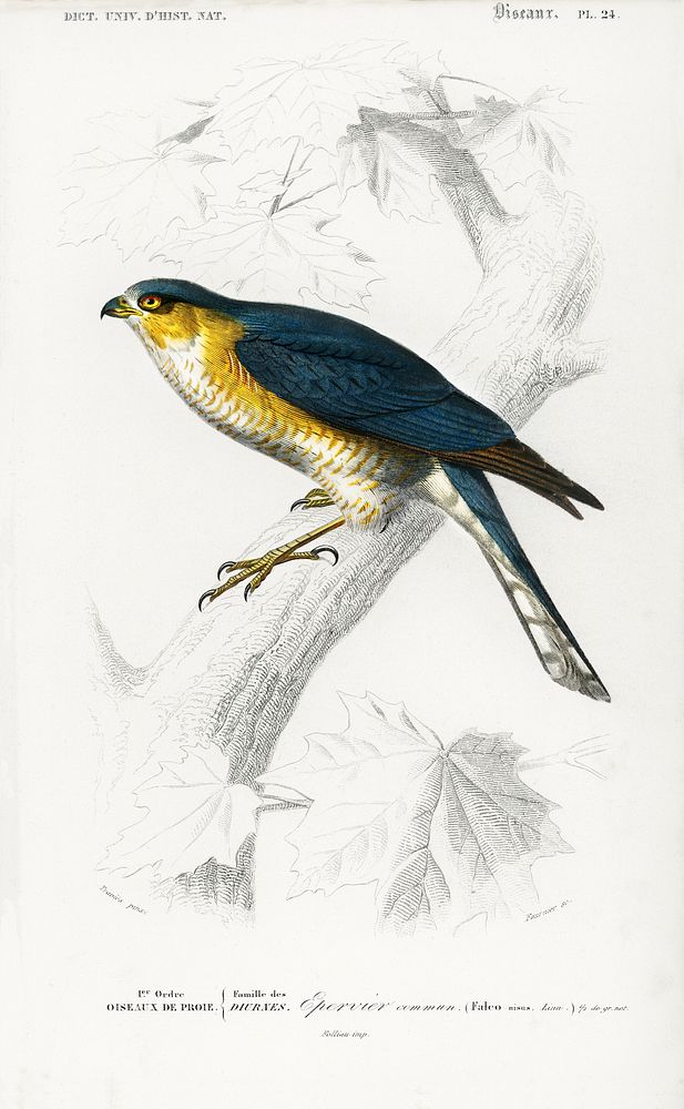 Eurasian sparrowhawk (Accipiter nisus) illustrated by Charles Dessalines D' Orbigny (1806-1876). Digitally enhanced from our…