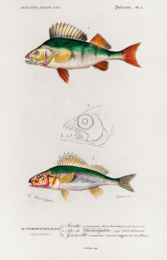 Perca fluviatilis and Gymnocephalus illustrated by Charles Dessalines D' Orbigny (1806-1876). Digitally enhanced from our…