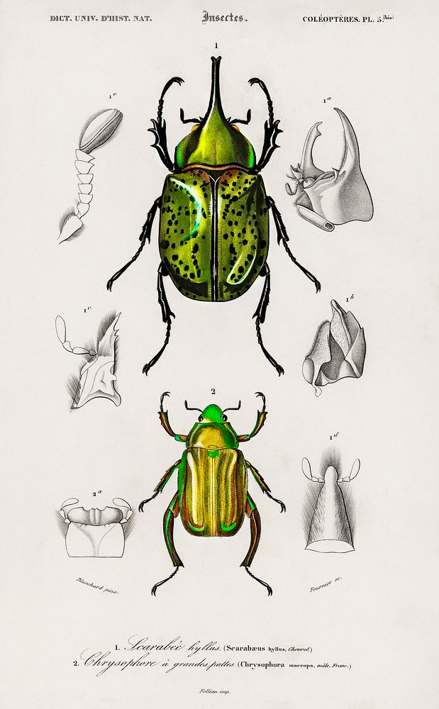 Chrysina Macropus (Chrysophora Macropa) and Eastern Hecules Beetle (Scarabaeus Hyllus) illustrated by Charles Dessalines D'…