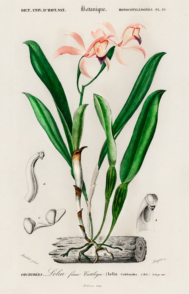 Lelia cattleioides illustrated by Charles Dessalines D' Orbigny (1806-1876). Digitally enhanced from our own 1892 edition of…