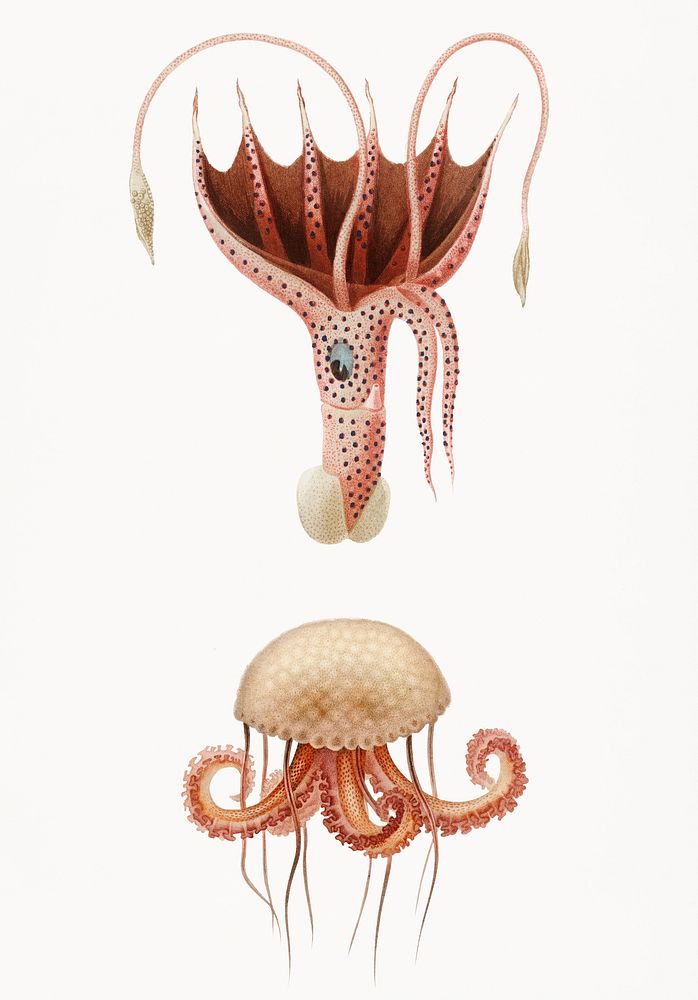Mauve stinger jellyfish and Squid (Histioteuthis bonnellii) illustrated by Charles Dessalines D' Orbigny (1806-1876).…