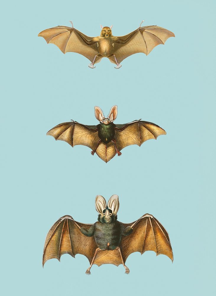 Vintage Illustration of Collection of bats.