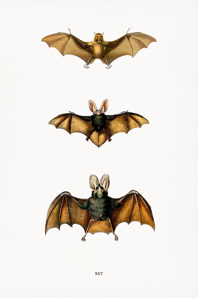 Collection of bats illustrated by Charles Dessalines D' Orbigny (1806-1876). Digitally enhanced from our own 1892 edition of…