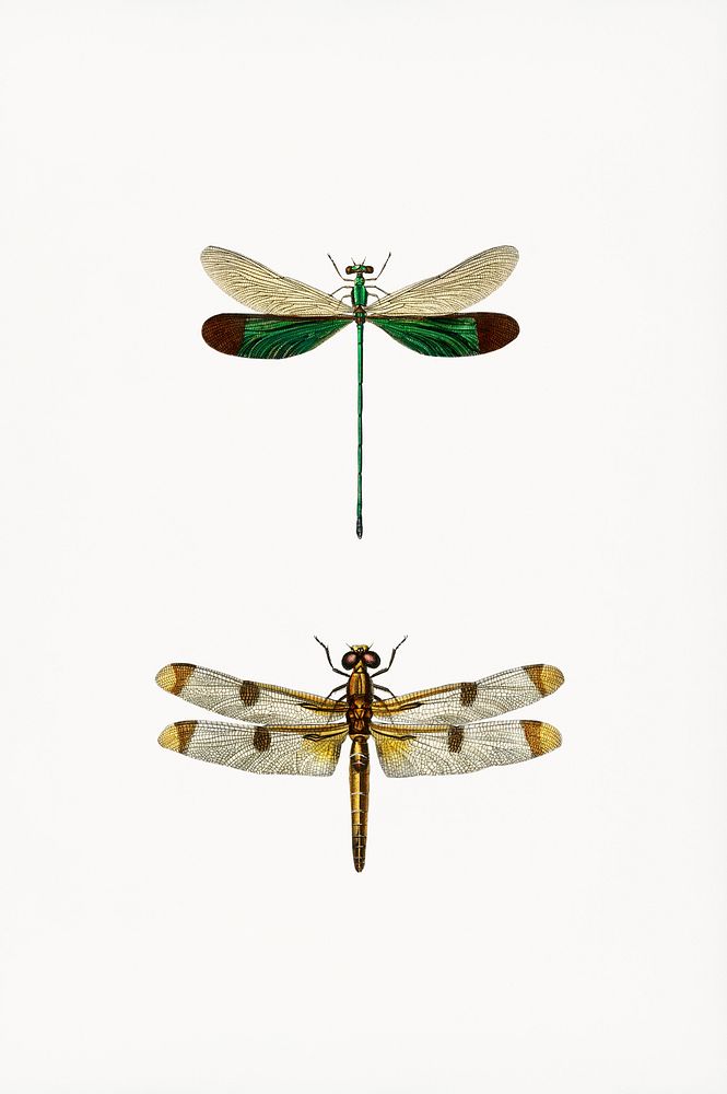 Different types of dragonflies illustrated by Charles Dessalines D' Orbigny (1806-1876). Digitally enhanced from our own…