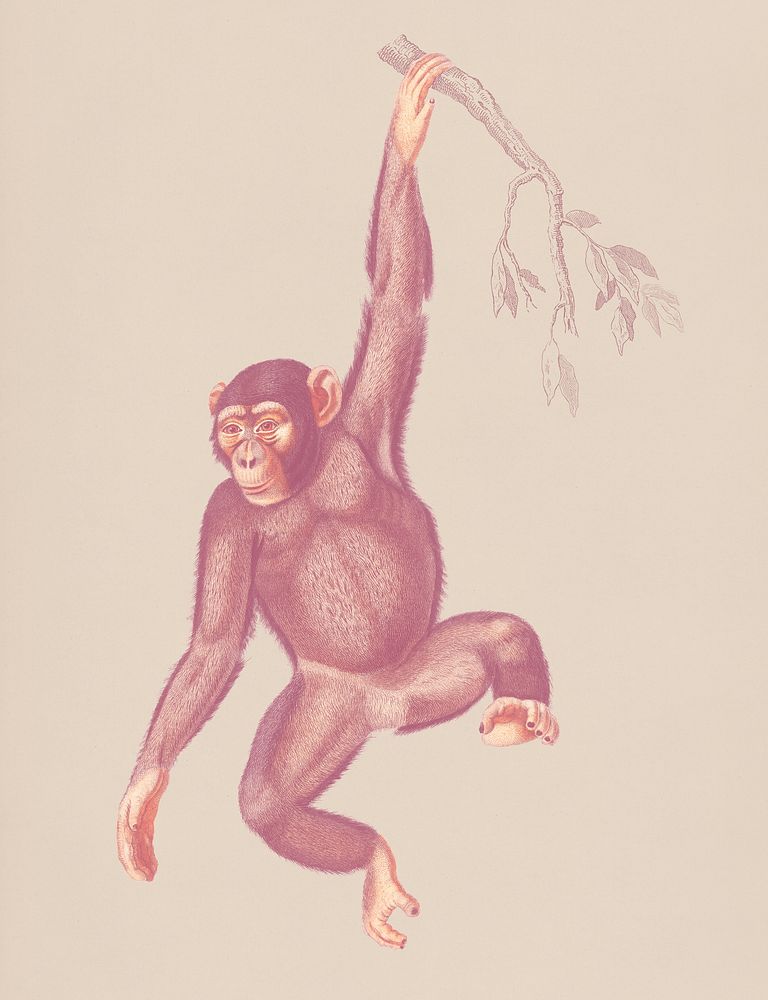 Vintage Illustration of Chimpangze.