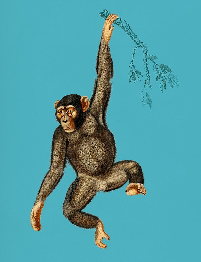 Vintage Illustration of Chimpangze.