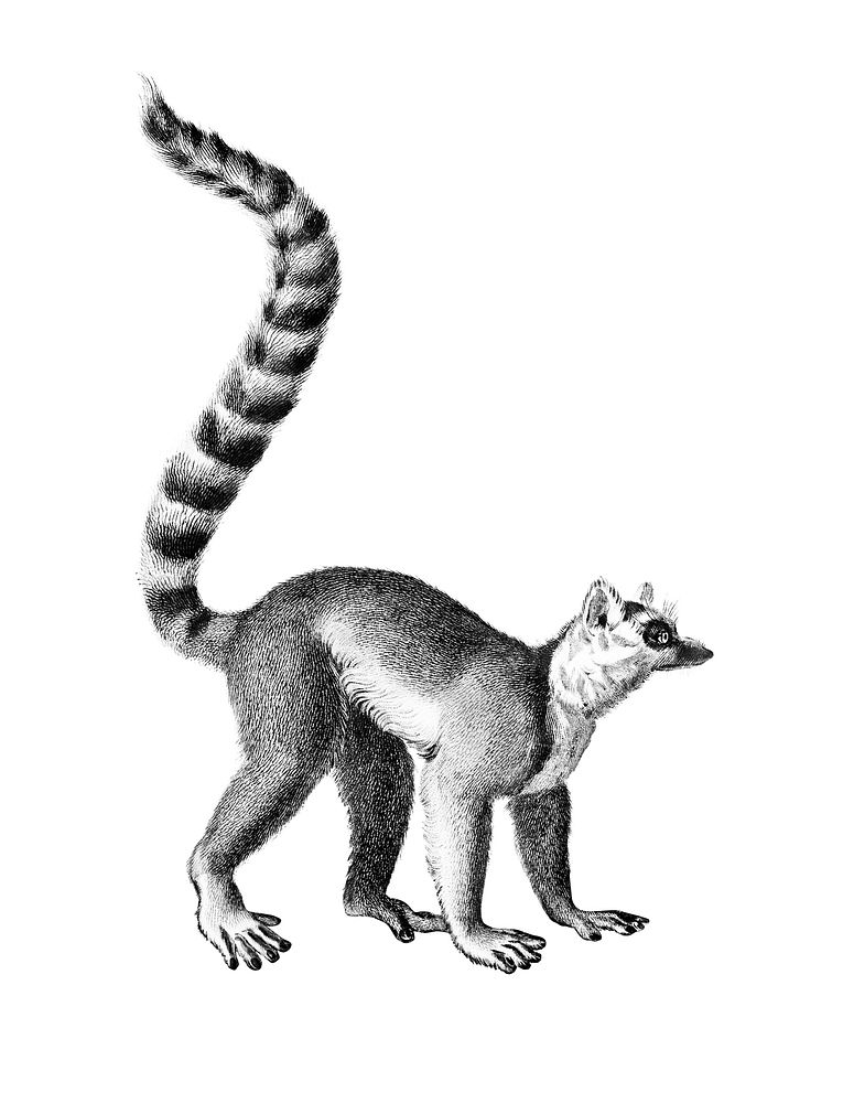 Vintage illustrations of Ring-tailed Lemur