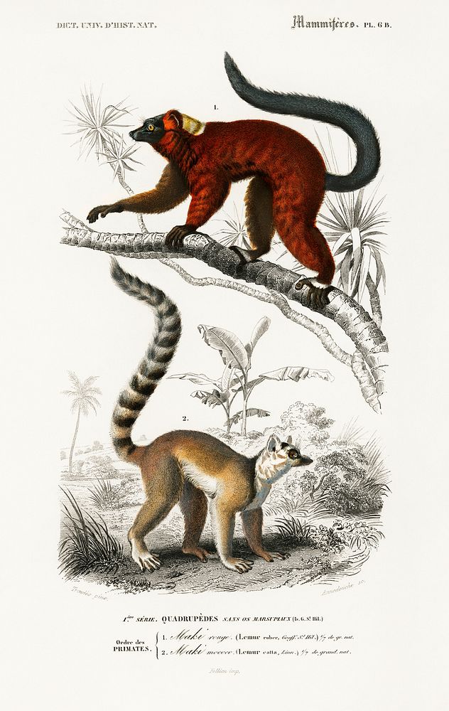 Lemur illustrated by Charles Dessalines D' Orbigny (1806-1876). Digitally enhanced from our own 1892 edition of Dictionnaire…