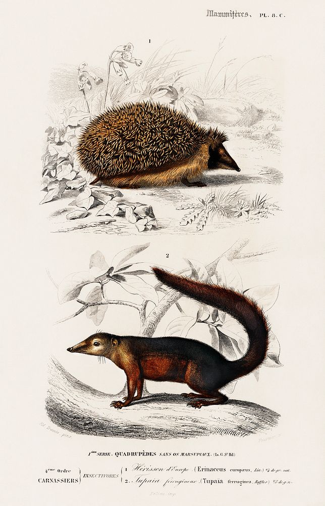 European Hedgehog (Erinaceus Europaeus) and Common Treeshrew (Tupaia Glis) illustrated by Charles Dessalines D' Orbigny…