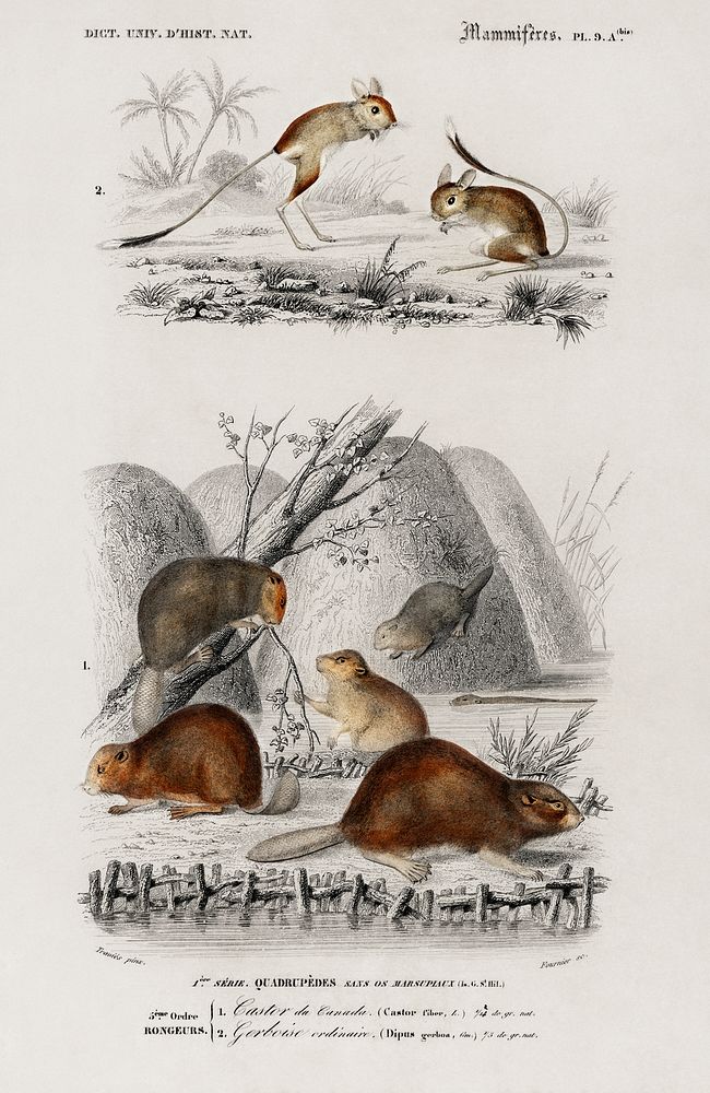 Beaver (Castor) and Jerboa (Dipus) illustrated by Charles Dessalines D' Orbigny (1806-1876) .Digitally enhanced from our own…