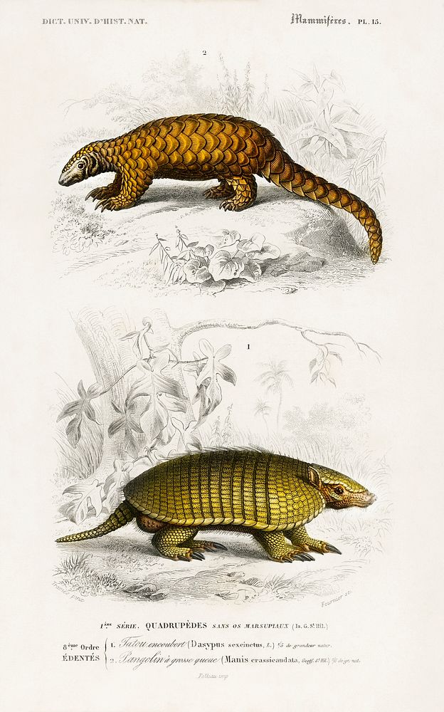 Yellow armadillo (Euphractus sexcinctus) and Indian Pangolin (Manis crassicaudata) illustrated by Charles Dessalines D'…