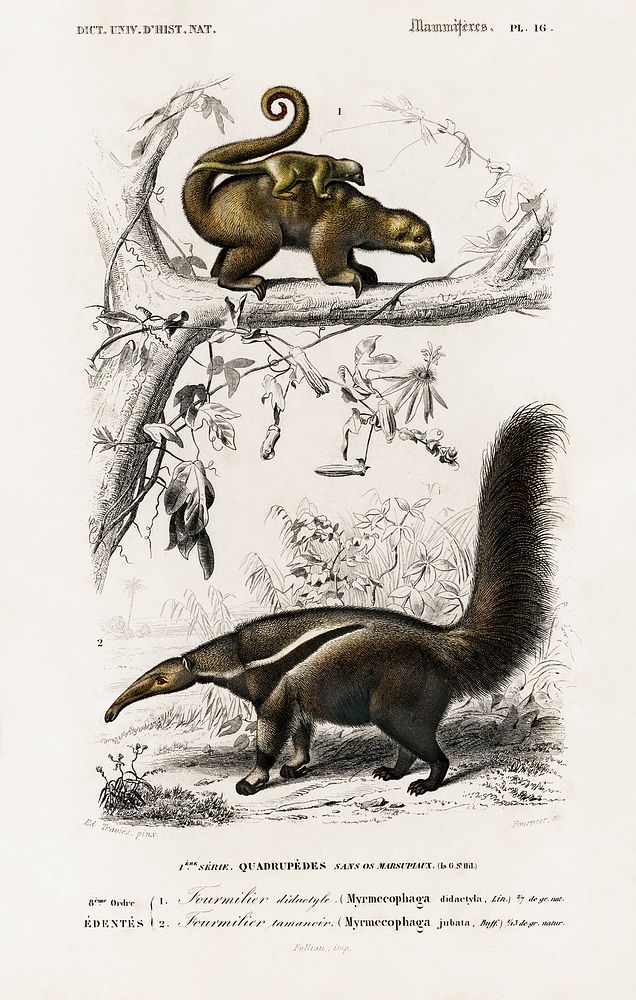 Pygmy anteater (Cyclopes didactylus) and Giant anteater (Myrmecophaga tridactyla) illustrated by Charles Dessalines D'…