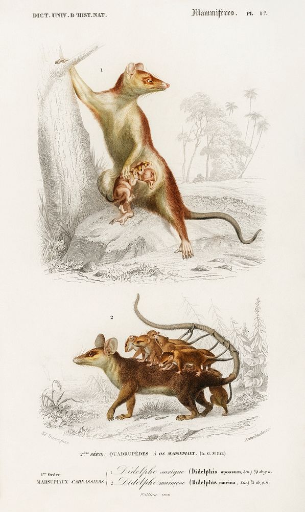 Opossum (Didelphis) and Opossum (Didelphis) illustrated by Charles Dessalines D' Orbigny (1806-1876). Digitally enhanced…
