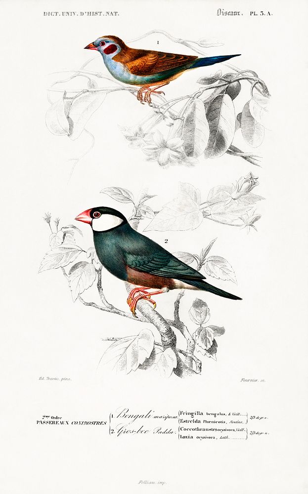 Red-cheeked Cordonbleu (Uraeginthus Bengalus) and Java Sparrow (Lonchura Oryzivora) illustrated by Charles Dessalines D'…
