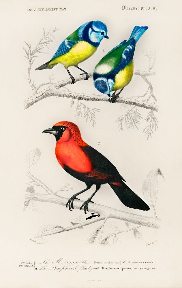 Different types of birds illustrated by Charles Dessalines D' Orbigny (1806-1876). Digitally enhanced from our own 1892…