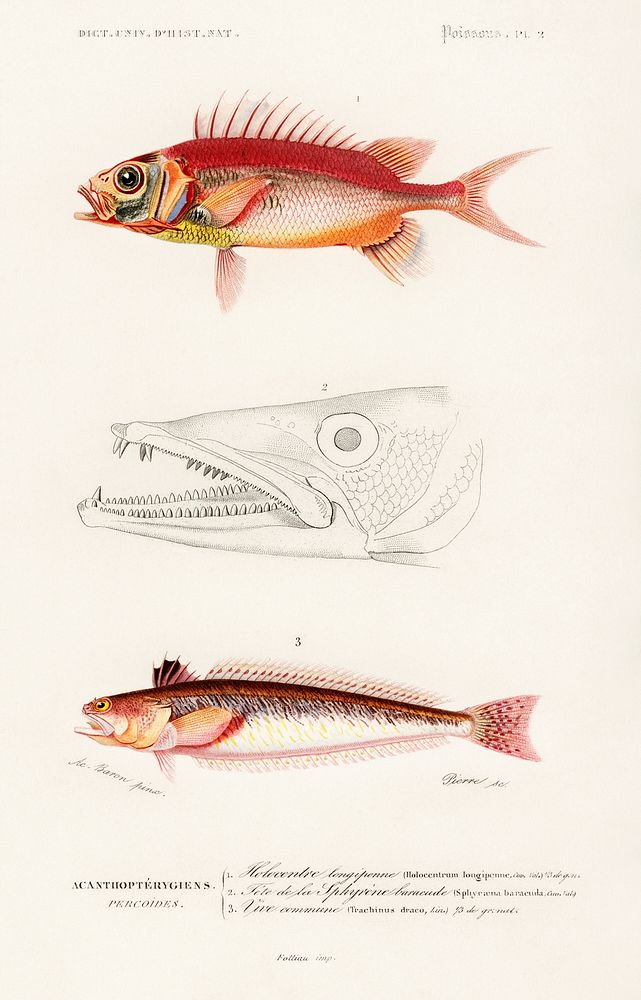 Different types of fishes illustrated by Charles Dessalines D' Orbigny (1806-1876). Digitally enhanced from our own 1892…