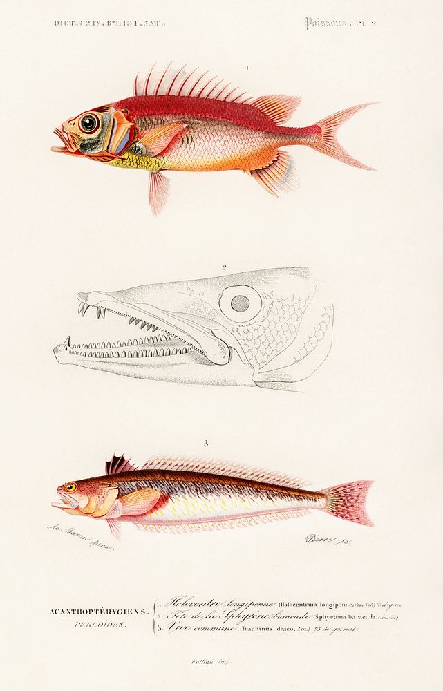 Different types of fishes illustrated | Free Photo Illustration - rawpixel