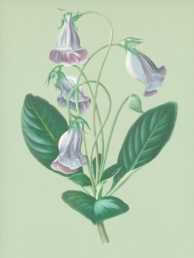Vintage Illustration of Brazilian gloxinia or Florist's gloxinia.