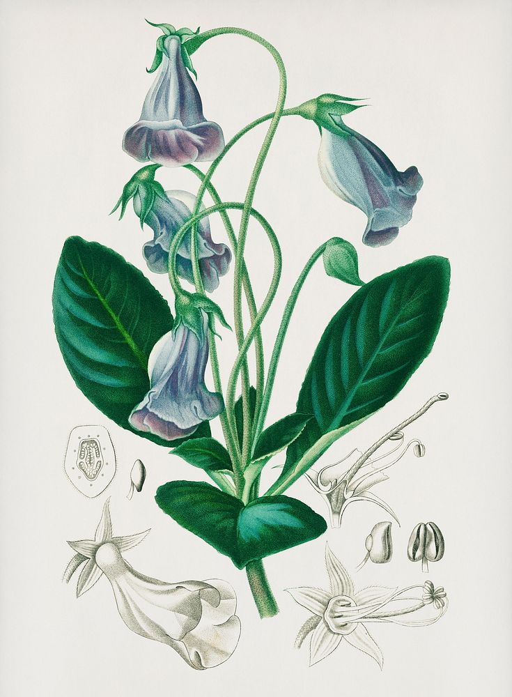 Vintage Illustration of Brazilian gloxinia or Florist's gloxinia (Gloxinia caulescente)