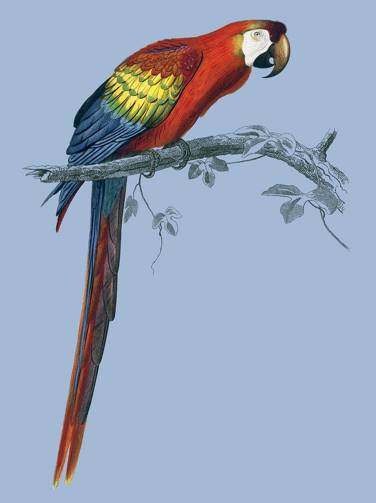 Vintage Illustration of Macaw.