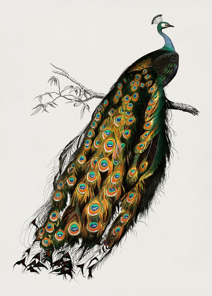 Vintage Illustration of Indian peafowl (Pavo Cristatus)