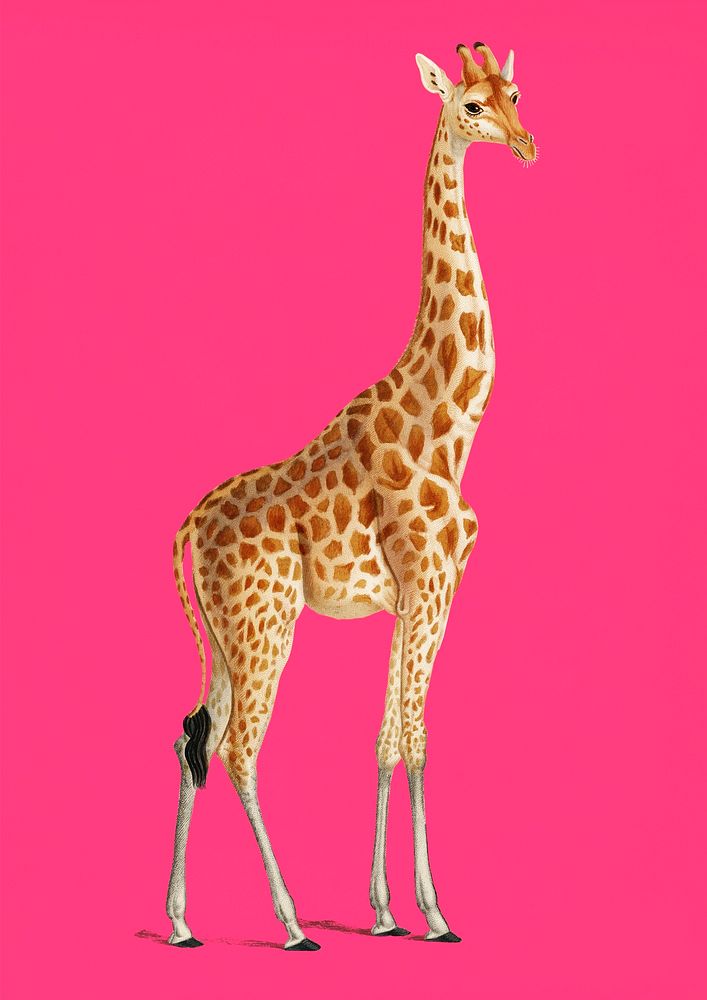 Vintage Illustration of Giraffe.