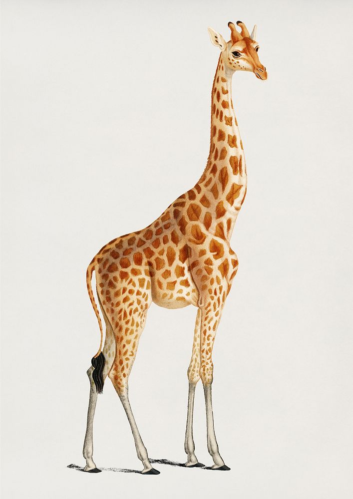 Vintage Illustration of Giraffe (Giraffa camelopardalis)